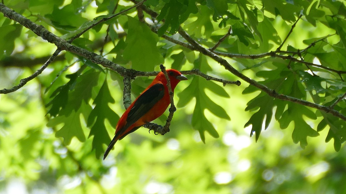 Scarlet Tanager - ML618375619