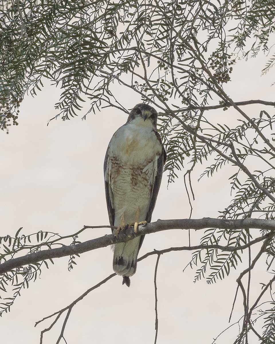 Variable Hawk (Red-backed) - ML618375626