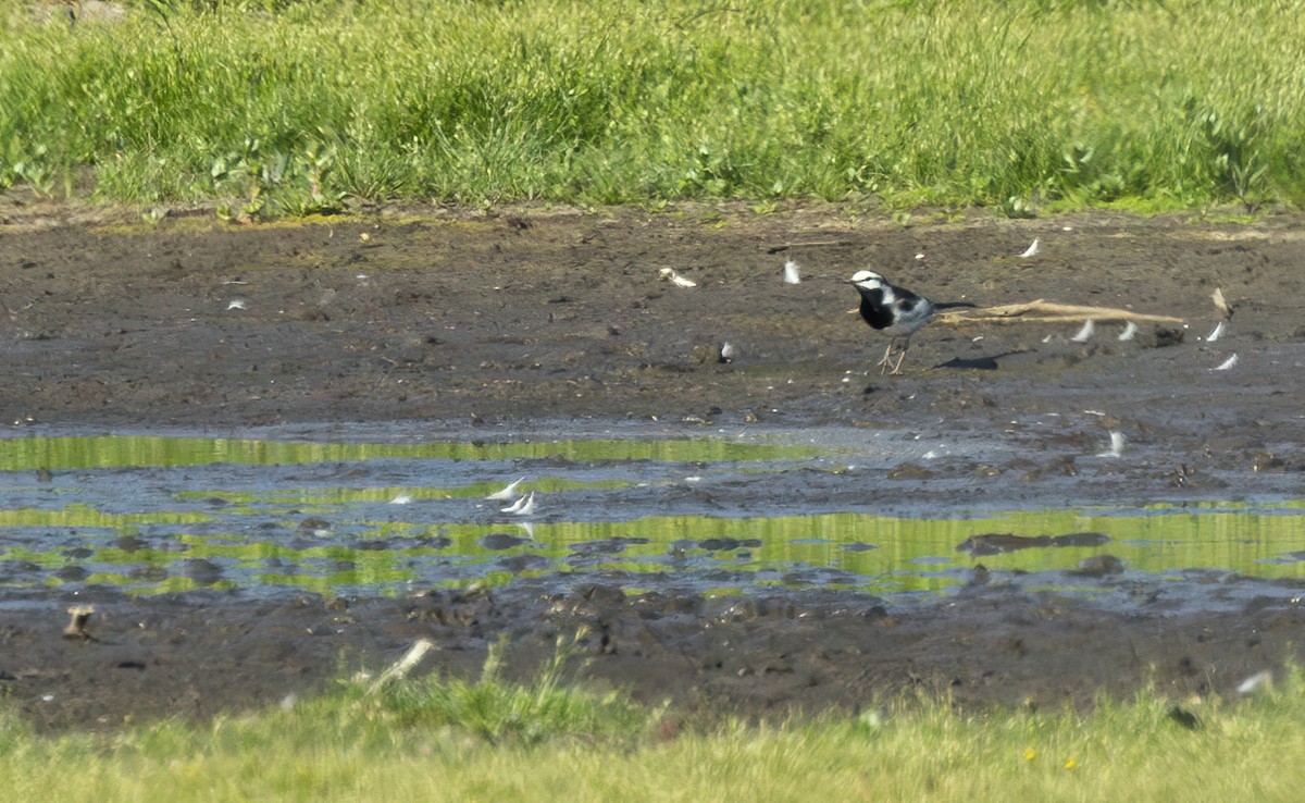 White Wagtail (Black-backed) - ML618375672