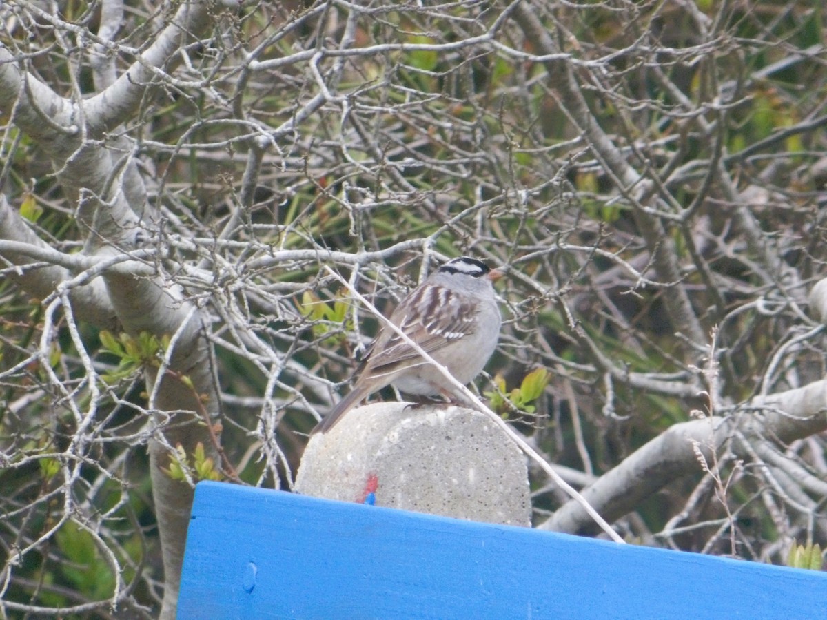 White-crowned Sparrow - ML618375739