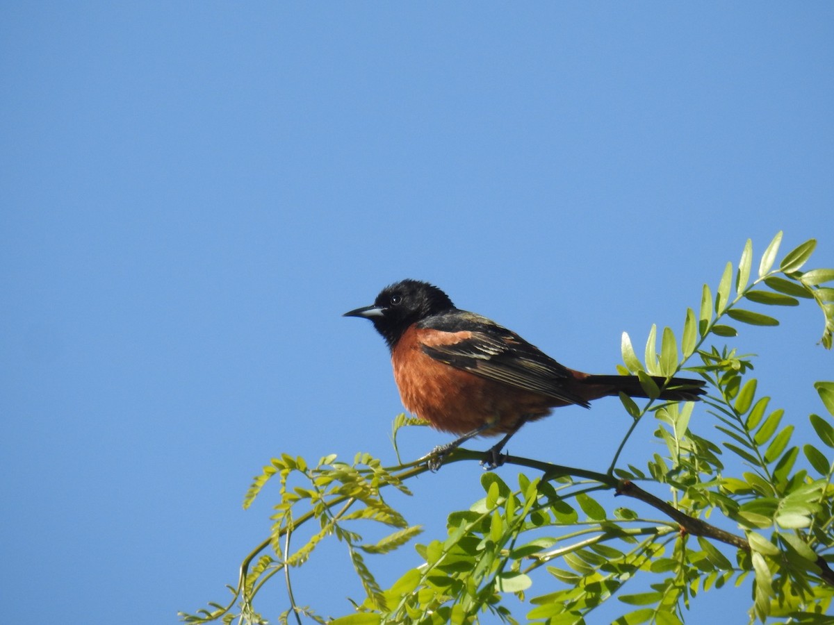 Orchard Oriole - ML618375747