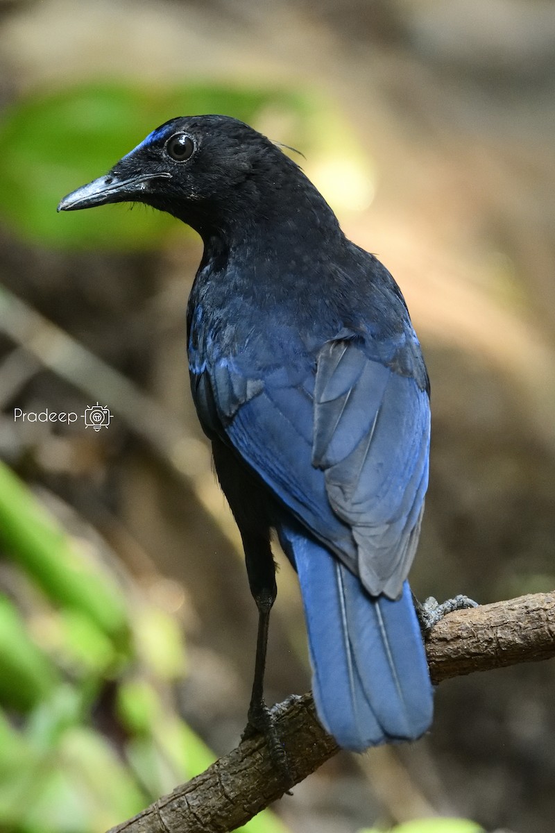Малабарская синяя птица - ML618375752