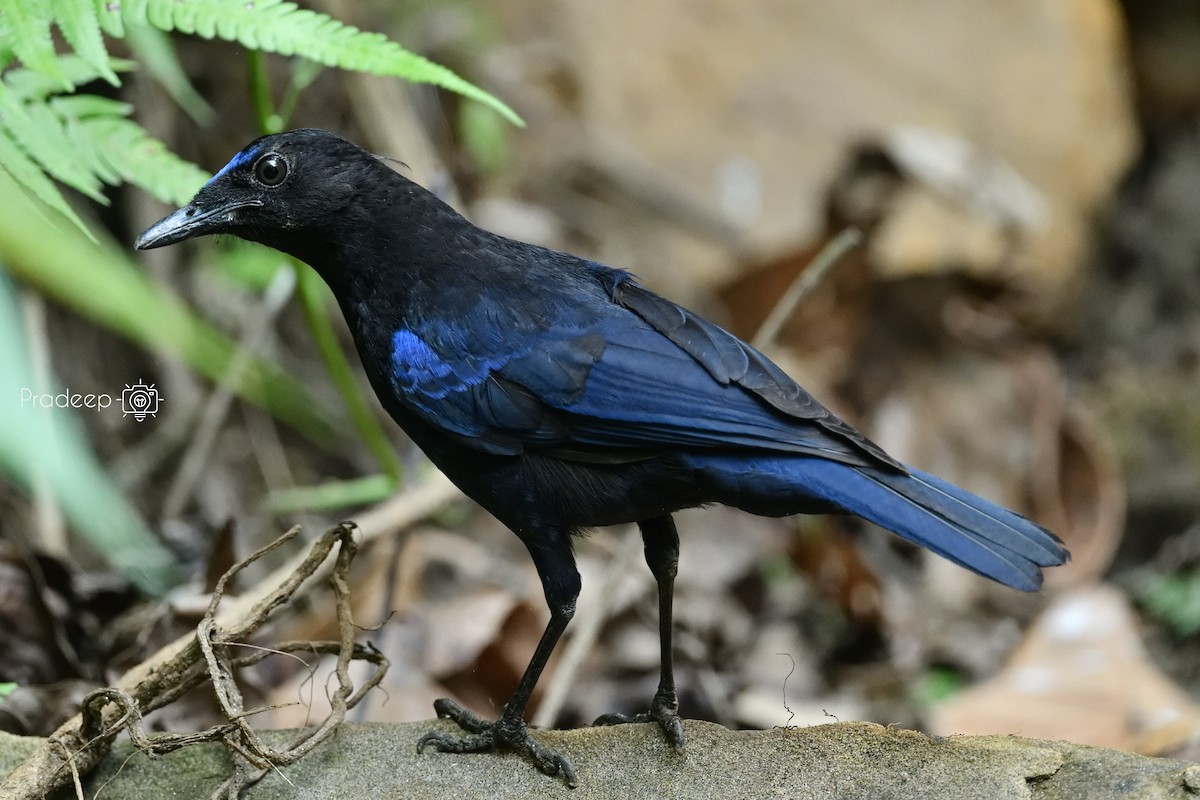Малабарская синяя птица - ML618375753
