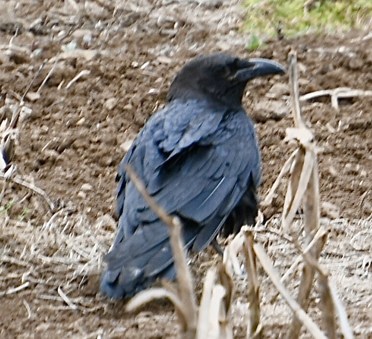 Brown-necked Raven - ML618375787