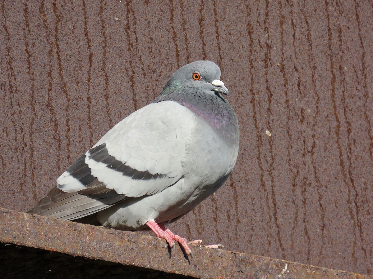Rock Pigeon (Feral Pigeon) - ML618375798