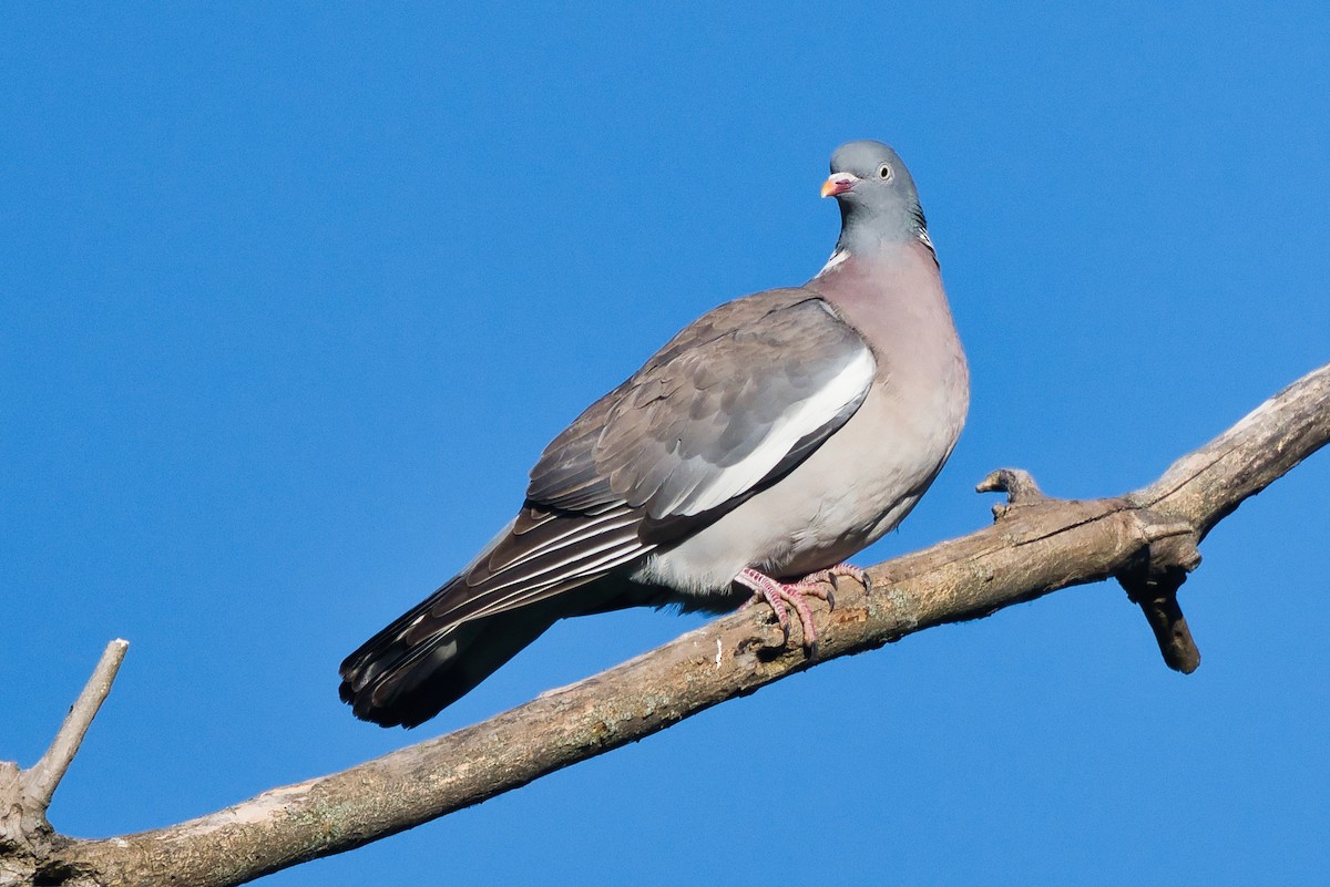 Common Wood-Pigeon - ML618375802