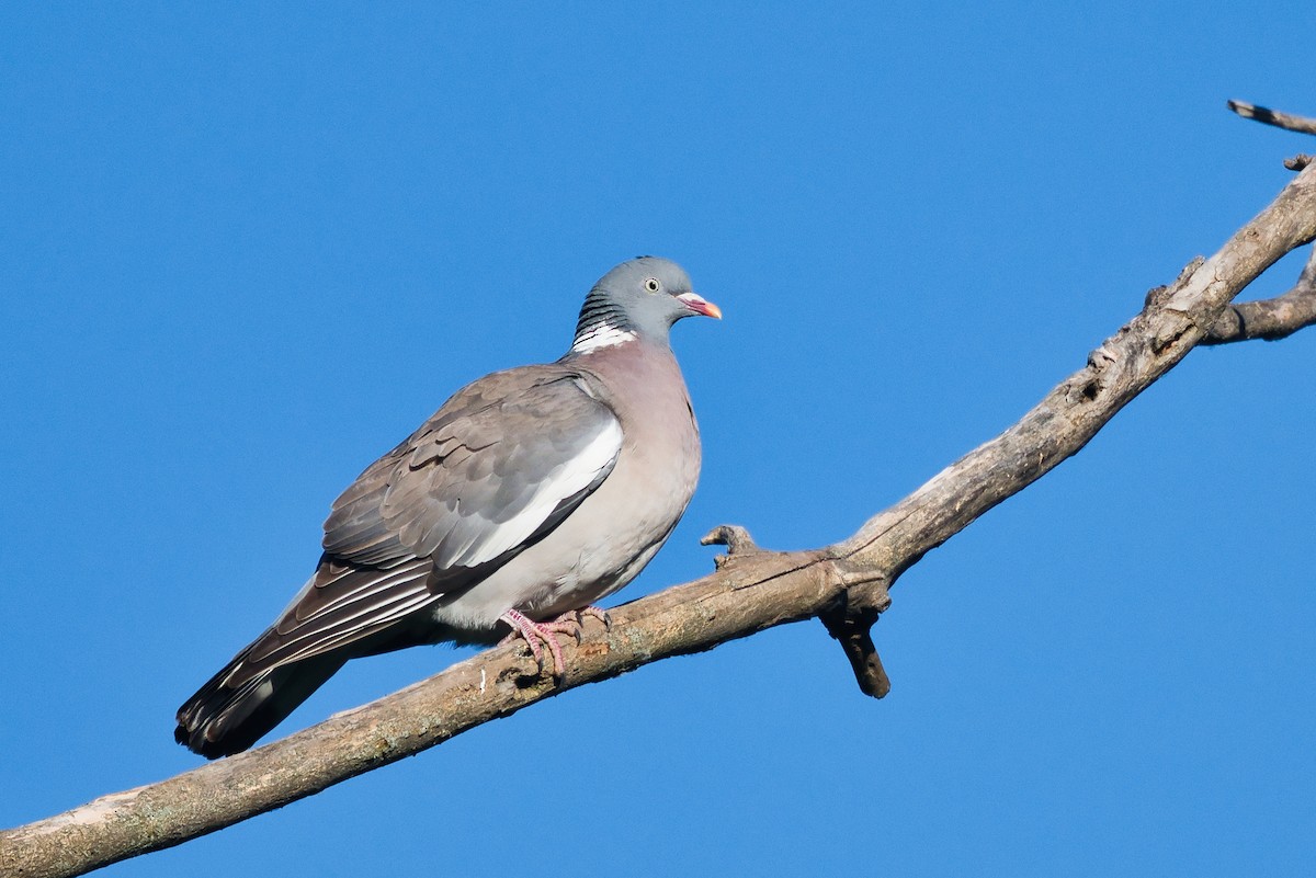 Common Wood-Pigeon - ML618375803