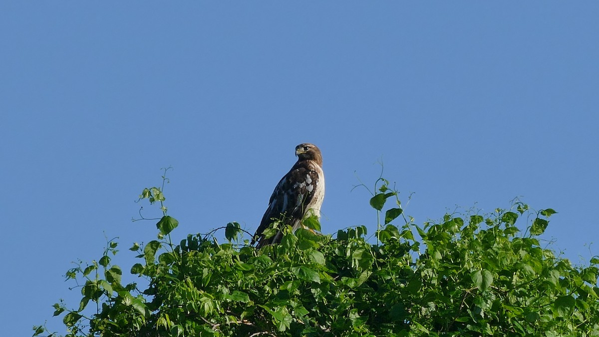 Red-tailed Hawk (borealis) - ML618375807