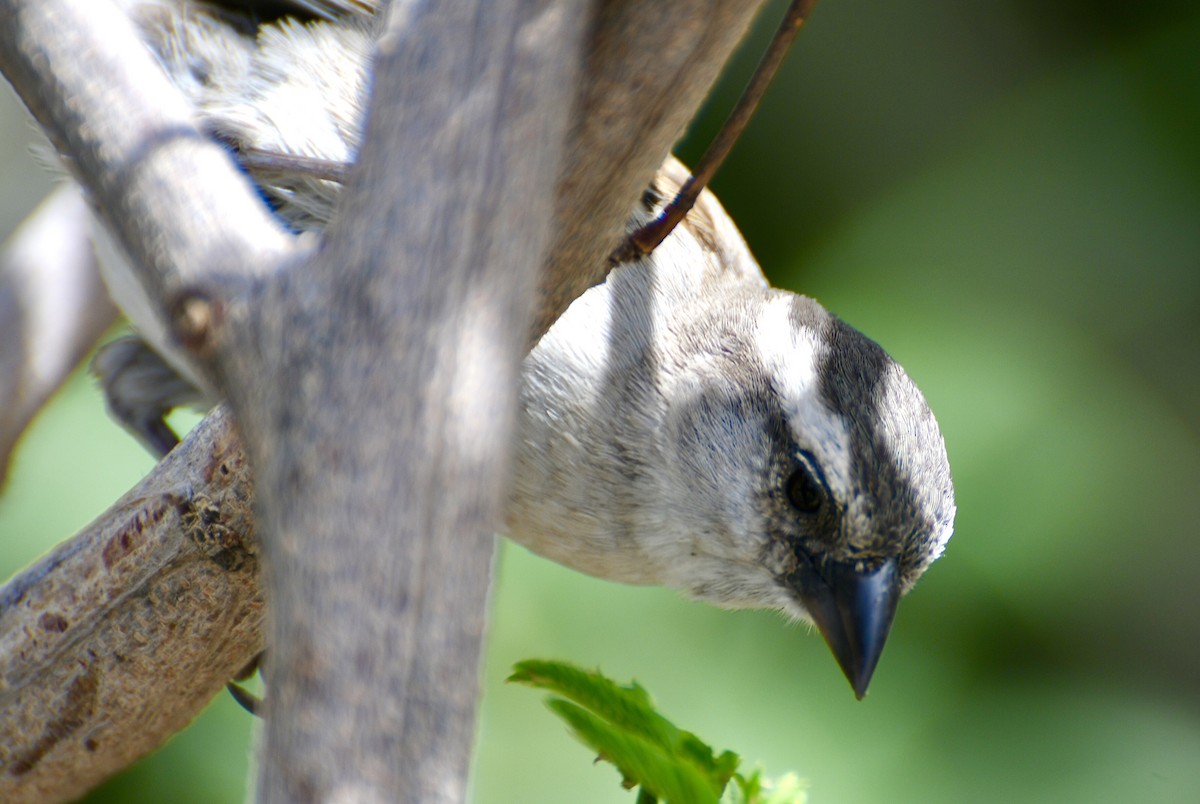 Cape Verde Sparrow - ML618375809