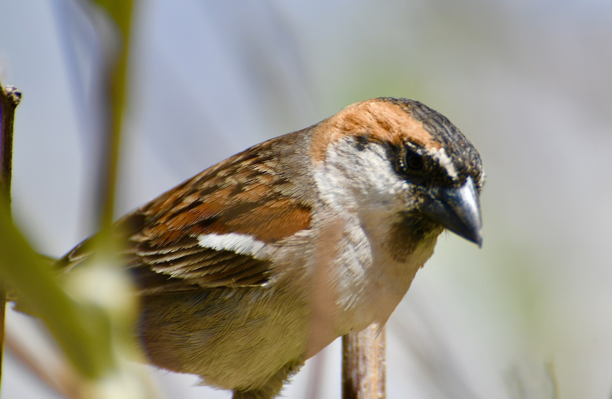 Cape Verde Sparrow - ML618375810