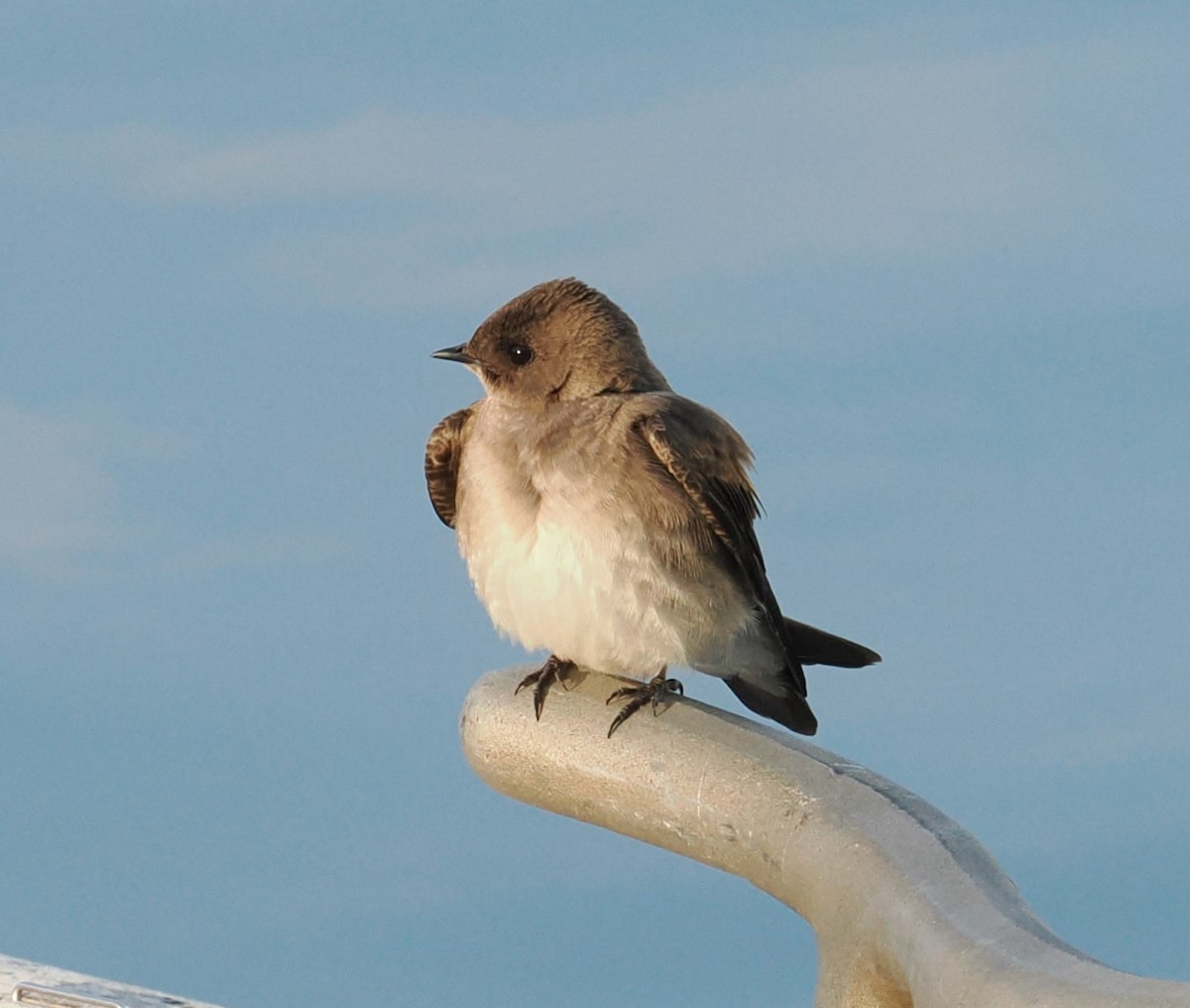 Northern Rough-winged Swallow - ML618375811