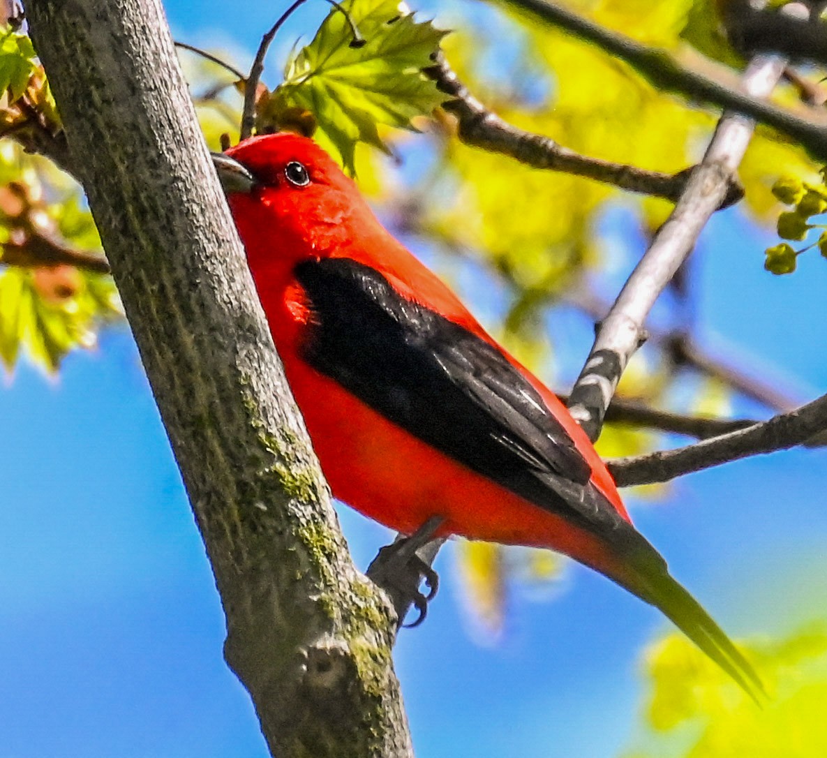 Scarlet Tanager - ML618375834