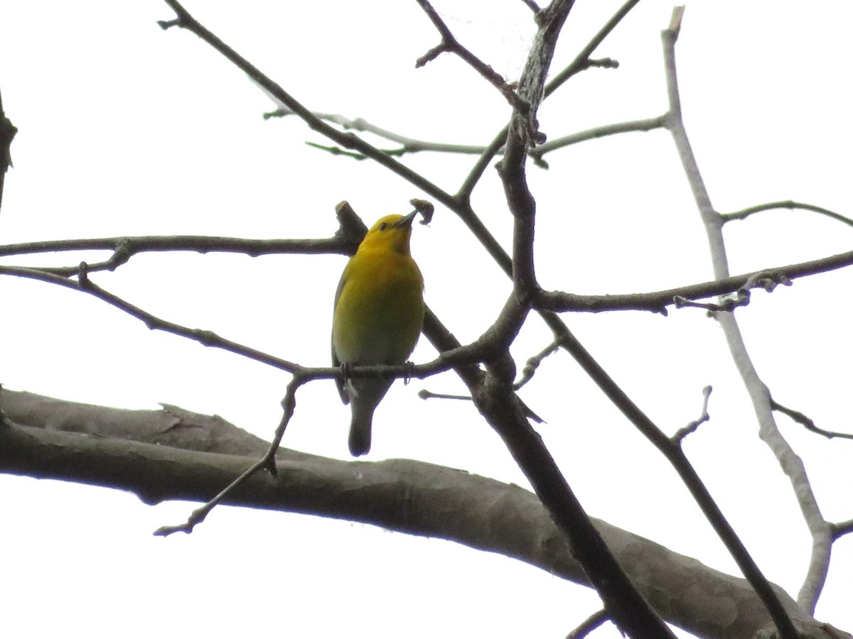 Prothonotary Warbler - ML618375859