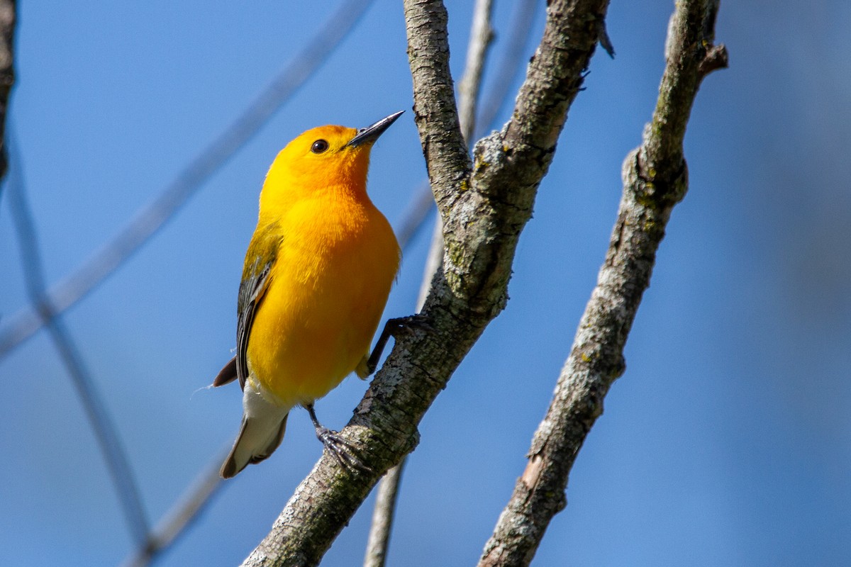Prothonotary Warbler - ML618375879