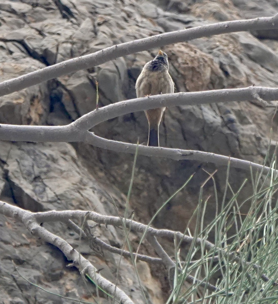 Striolated Bunting - ML618375916