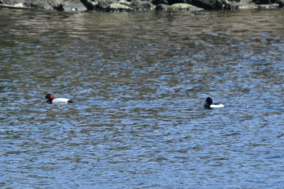 Tufted Duck - ML618375991