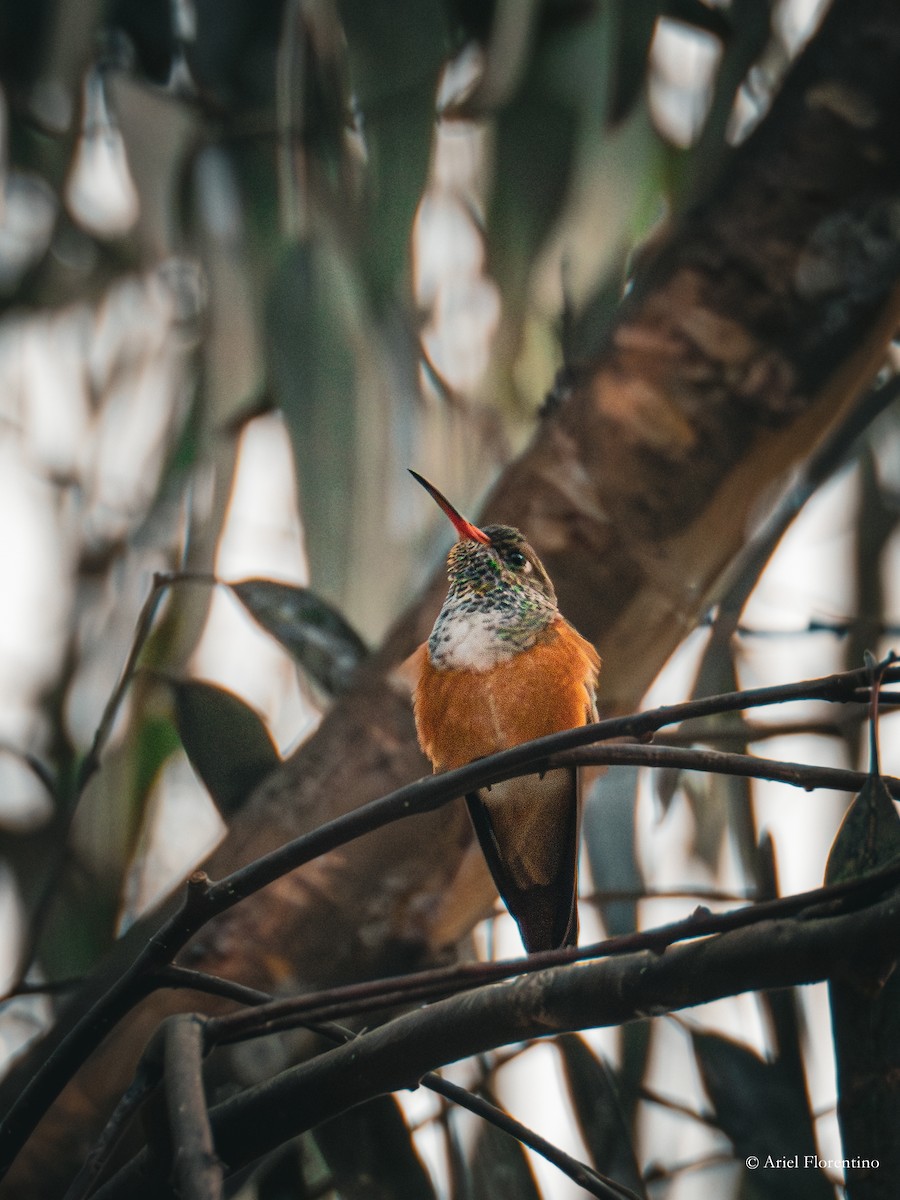 Amazilia Hummingbird - ML618376005