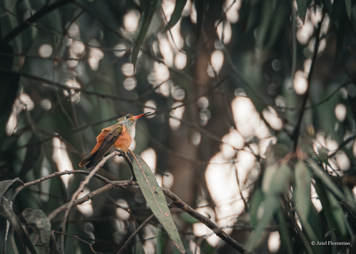 Amazilia Hummingbird - Ariel Florentino