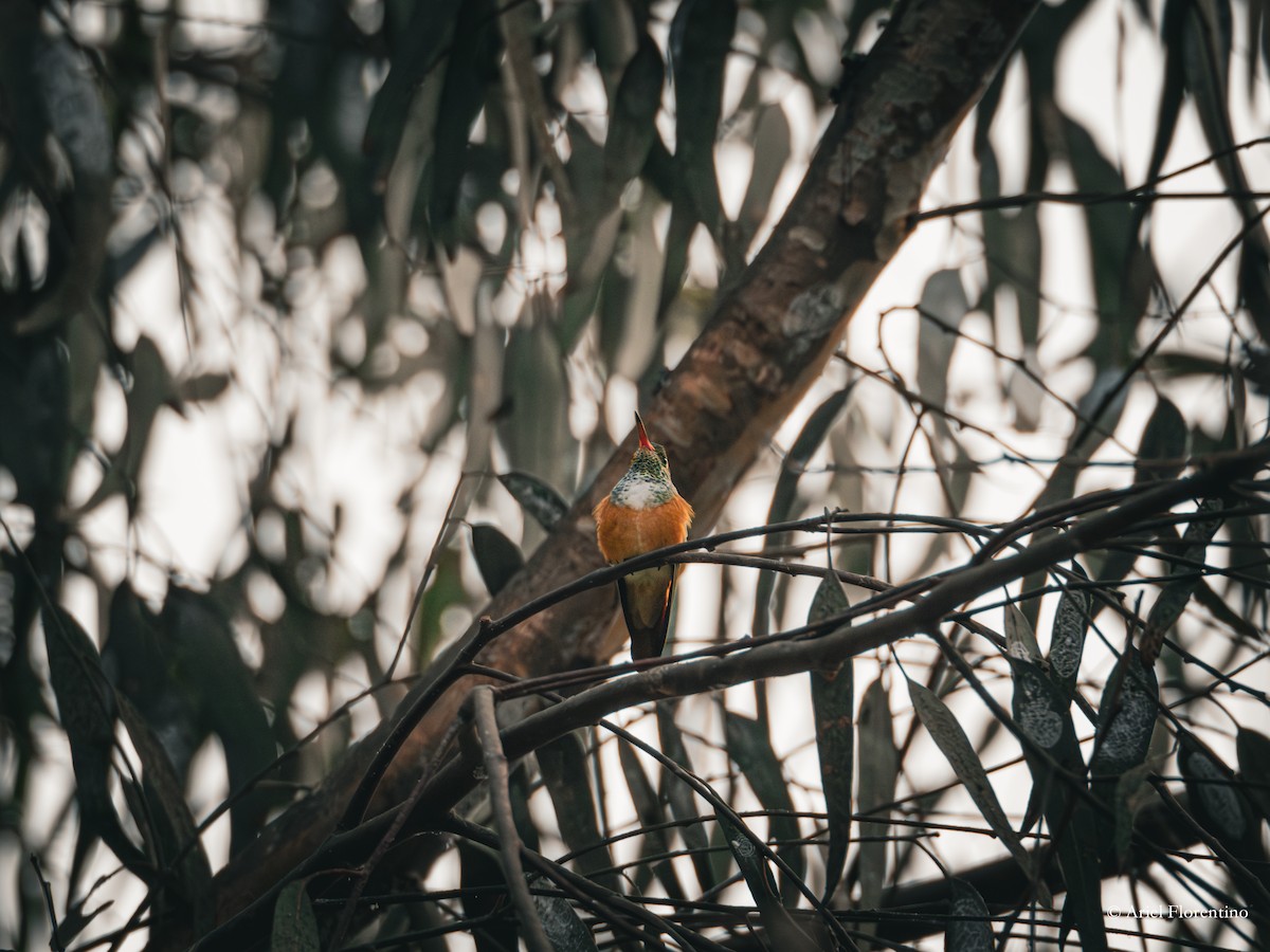 Amazilia Hummingbird - ML618376008