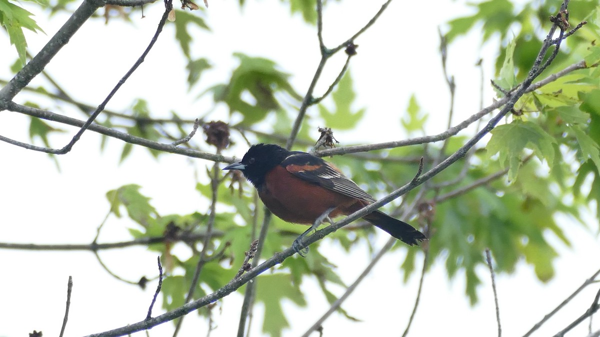 Orchard Oriole - ML618376035