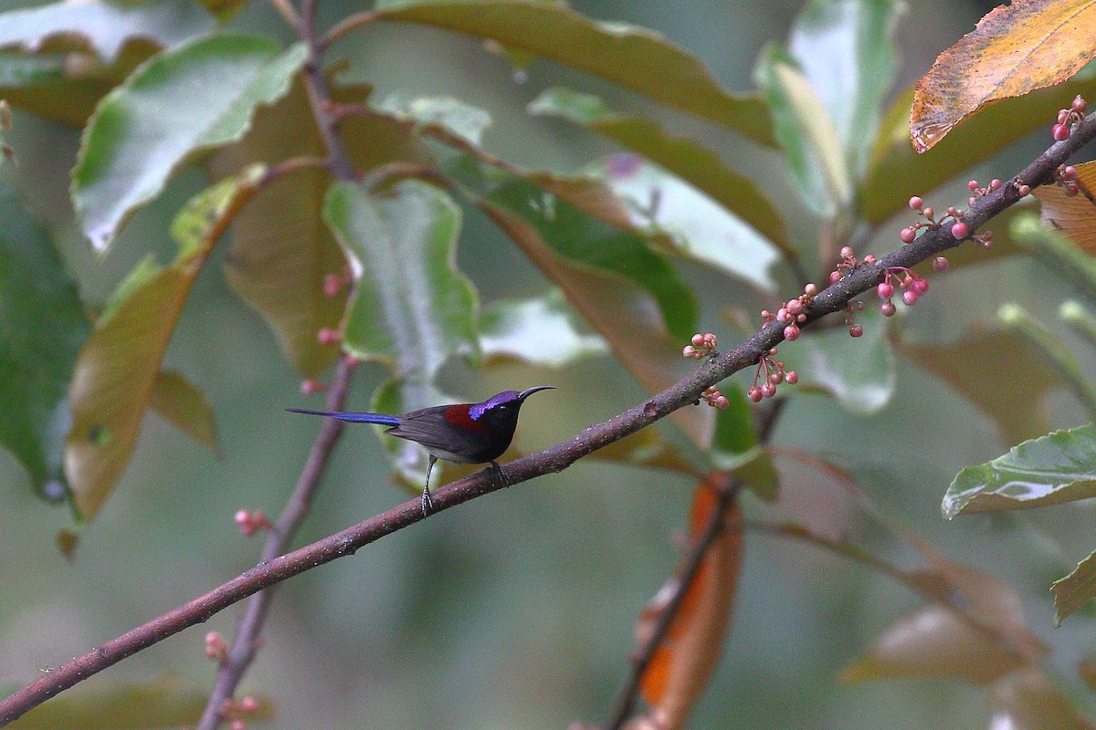 Black-throated Sunbird - ML618376064