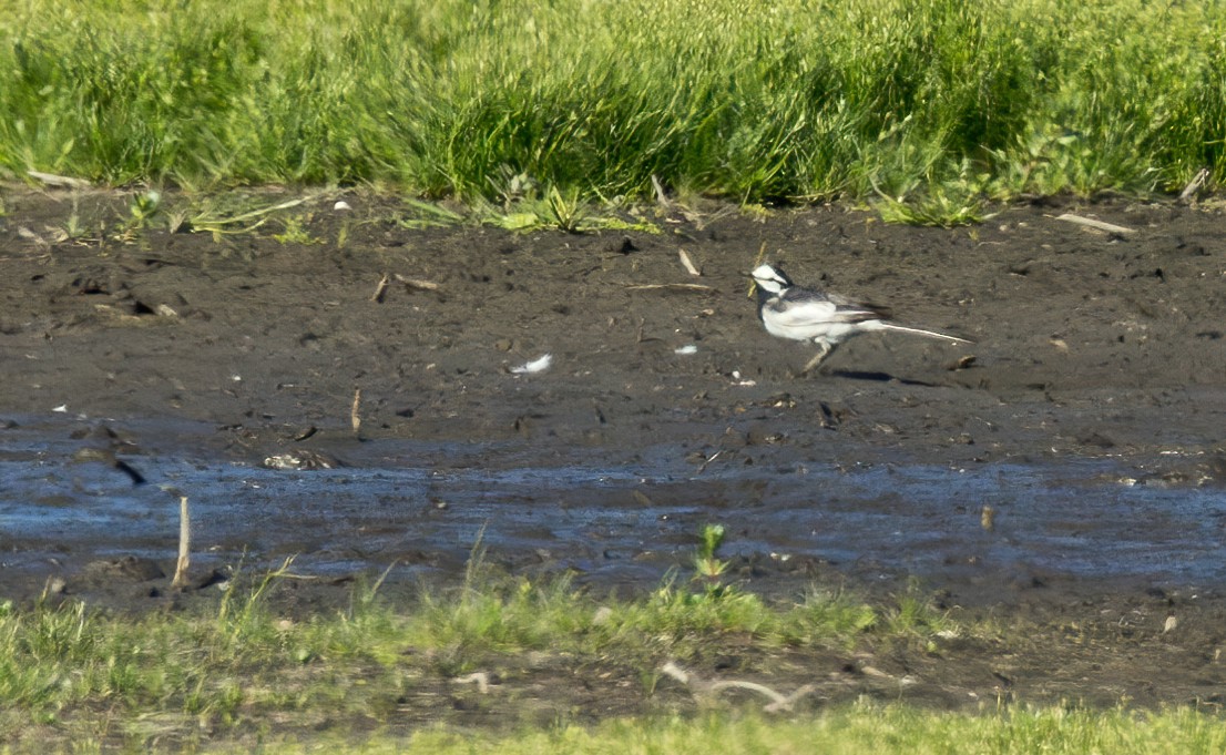 White Wagtail (Black-backed) - ML618376068