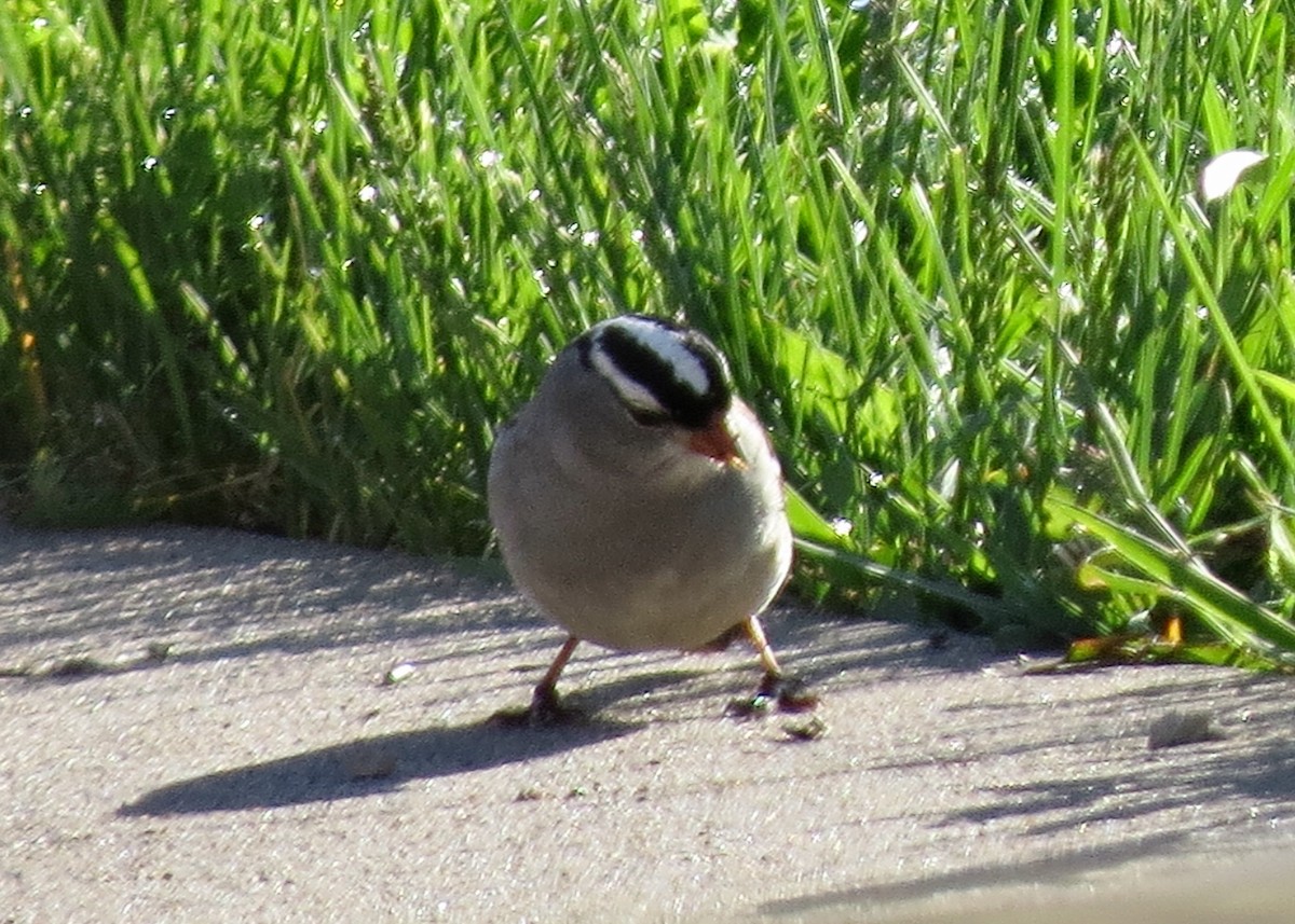 White-crowned Sparrow - ML618376093