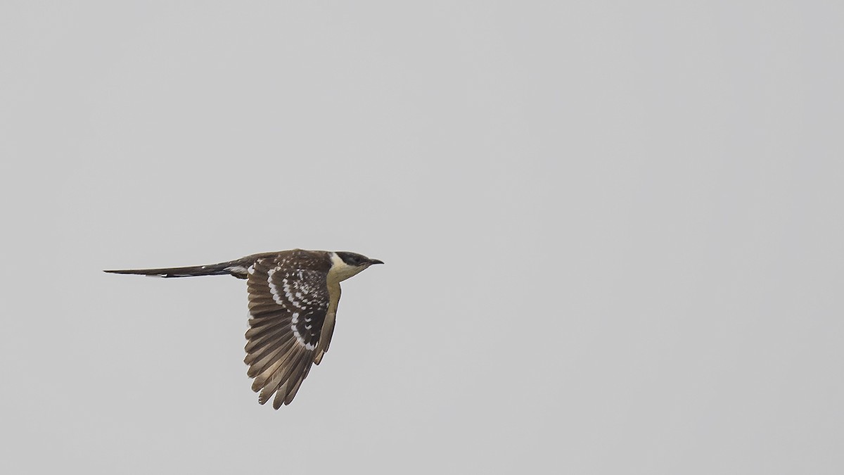 Great Spotted Cuckoo - ML618376102