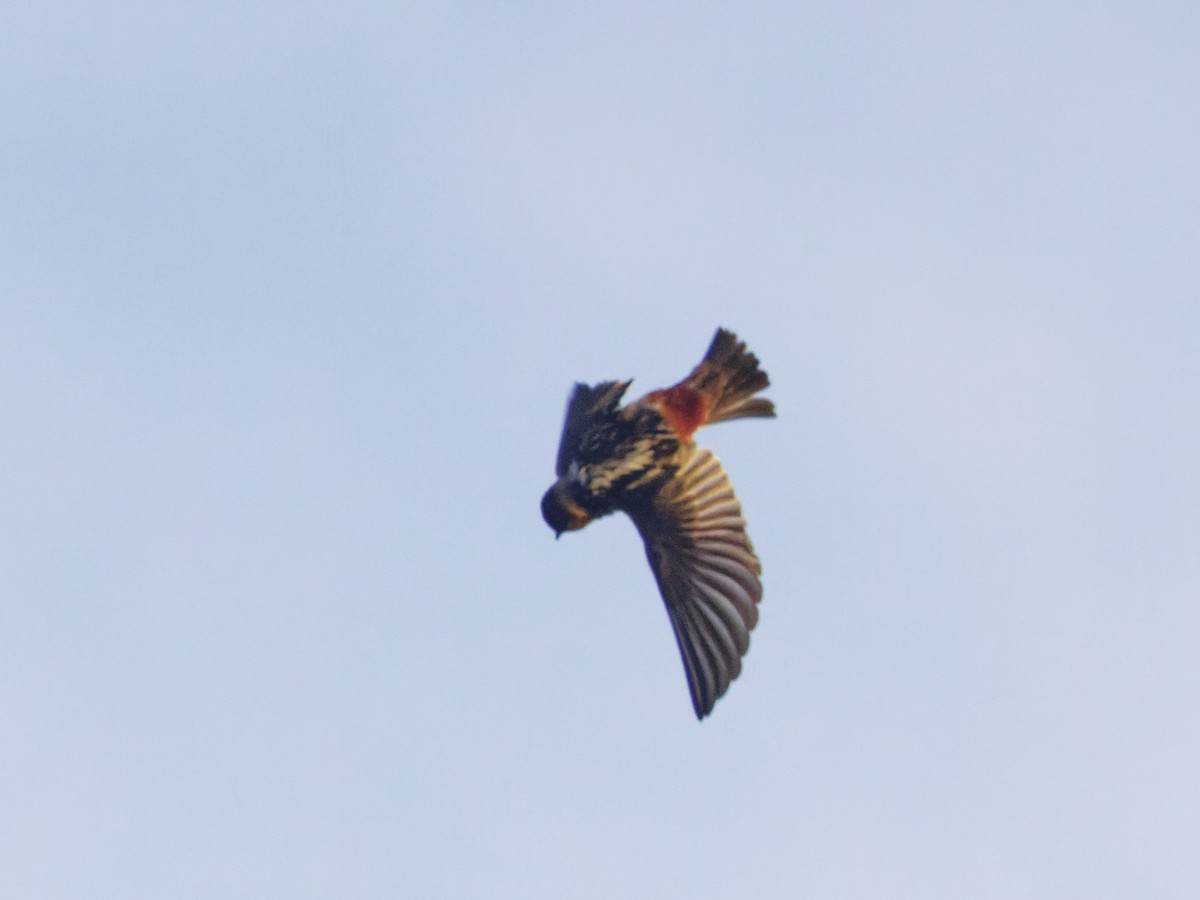 Cave Swallow - ML618376106