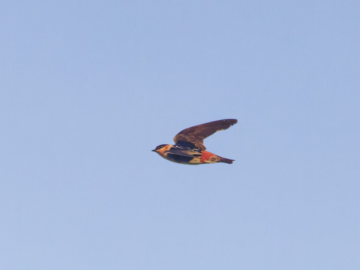 Cave Swallow - ML618376107