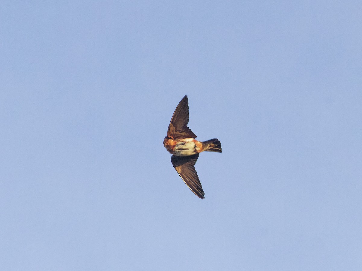 Cave Swallow - ML618376108