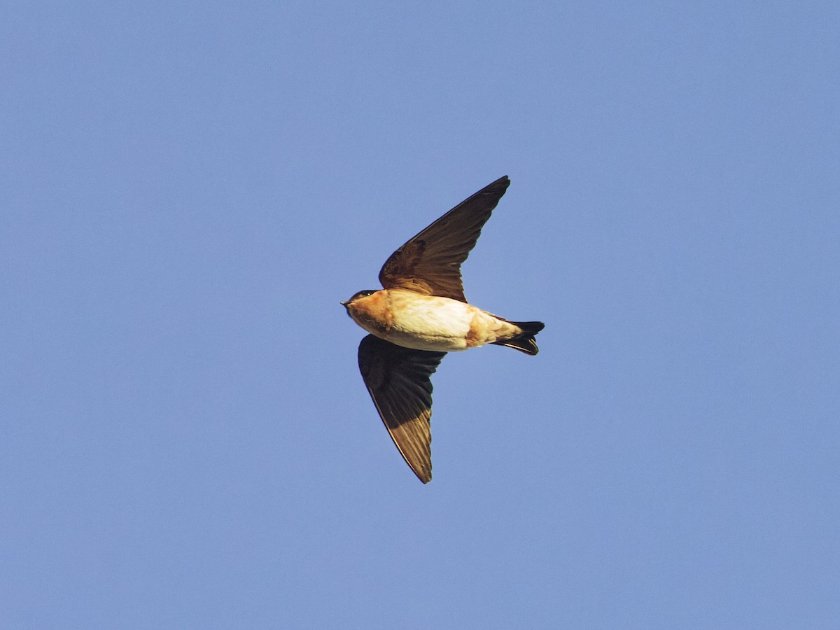 Cave Swallow - ML618376109