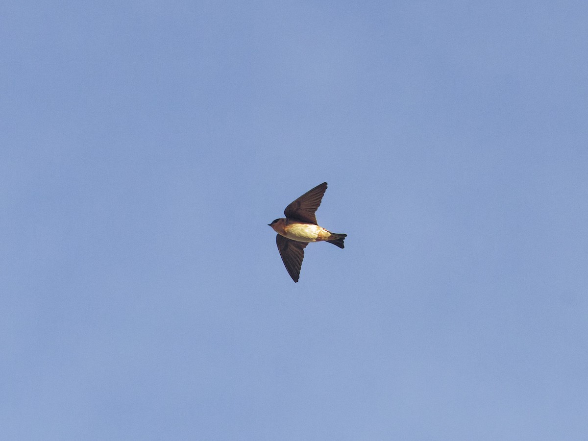 Cave Swallow - ML618376110