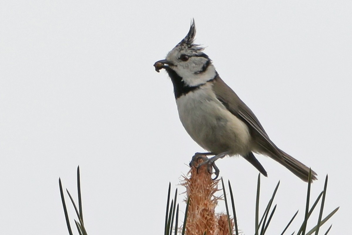 Crested Tit - ML618376129