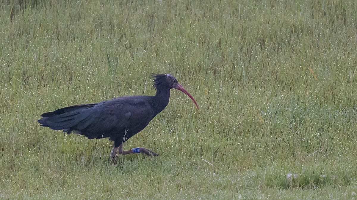 ibis skalní - ML618376130