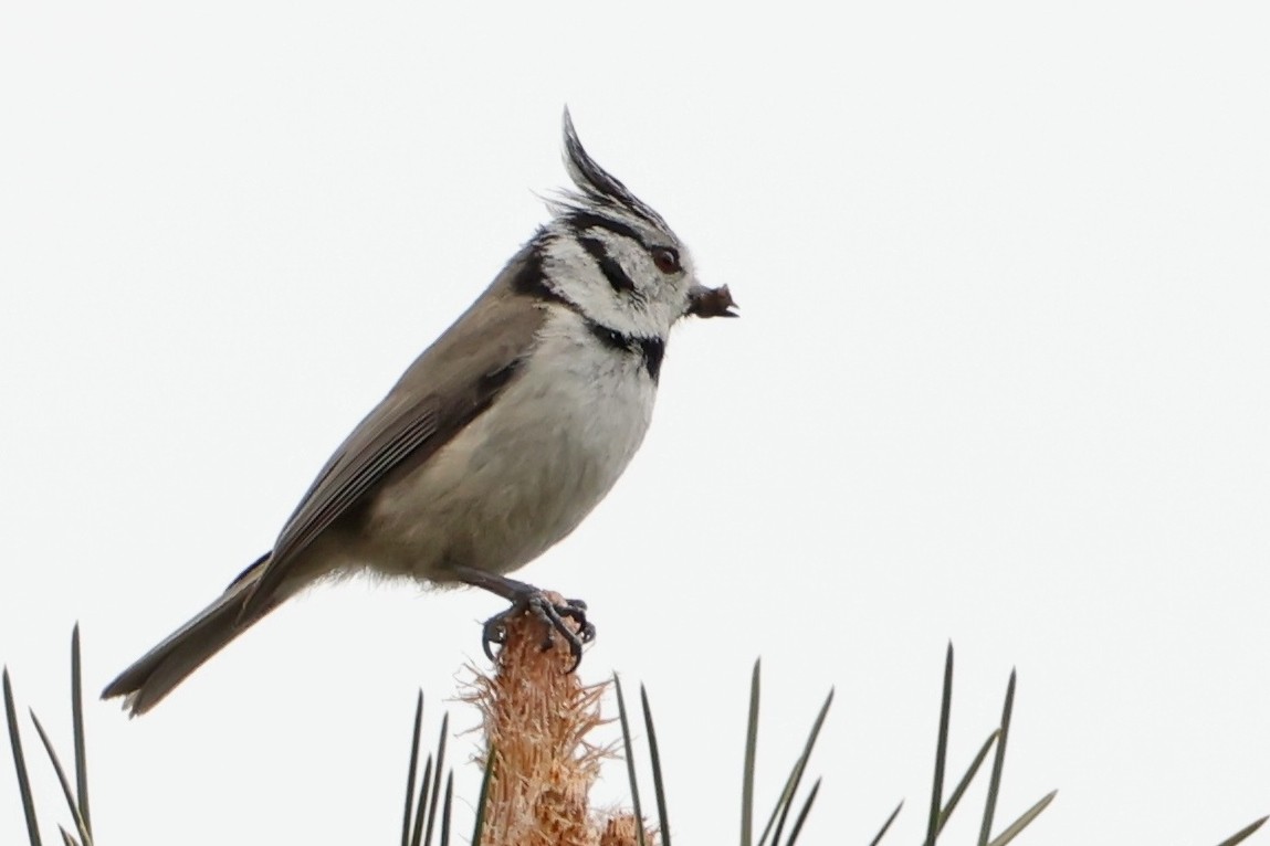 Crested Tit - ML618376137