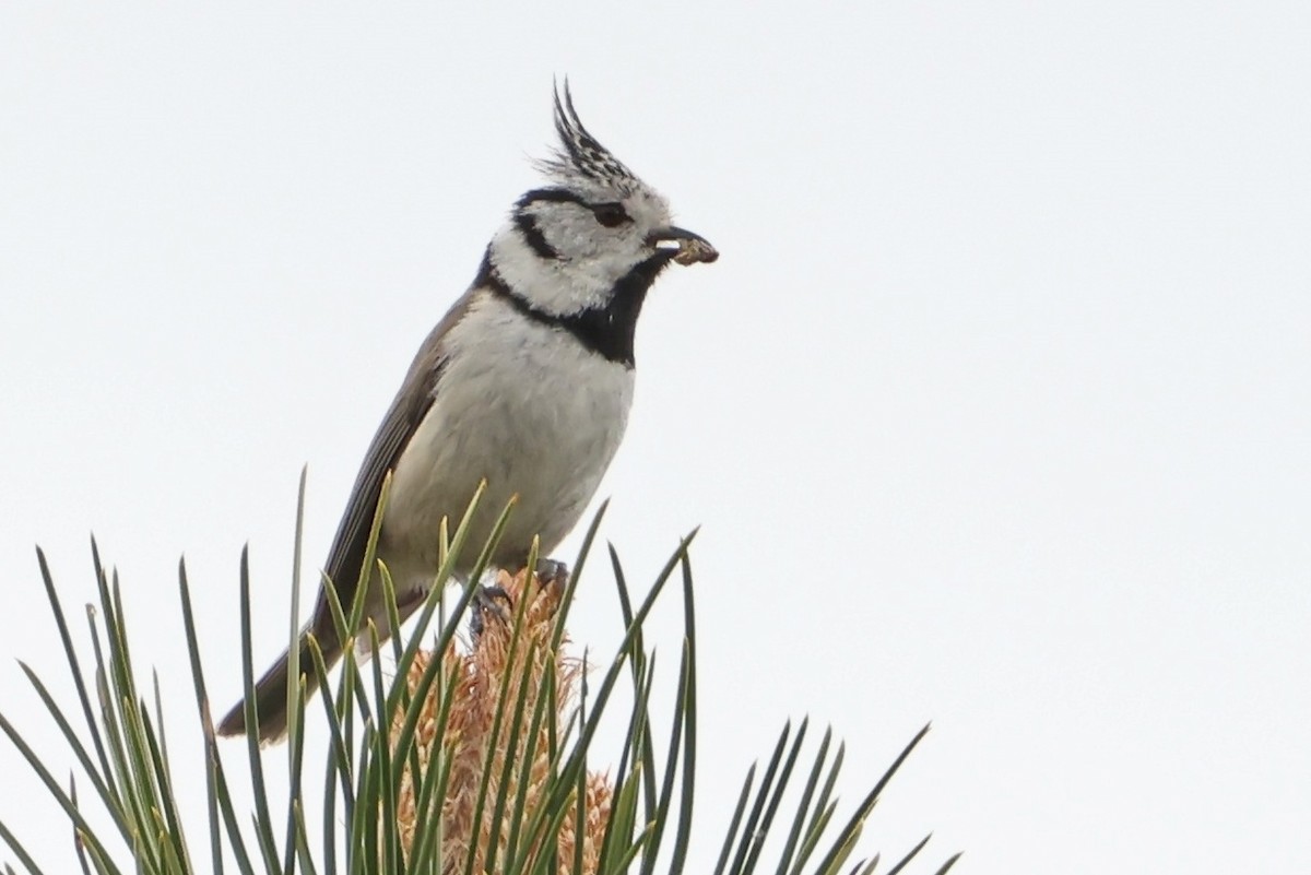Crested Tit - ML618376146