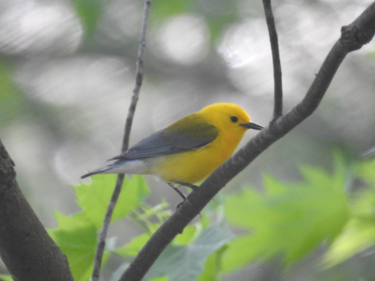 Prothonotary Warbler - ML618376150