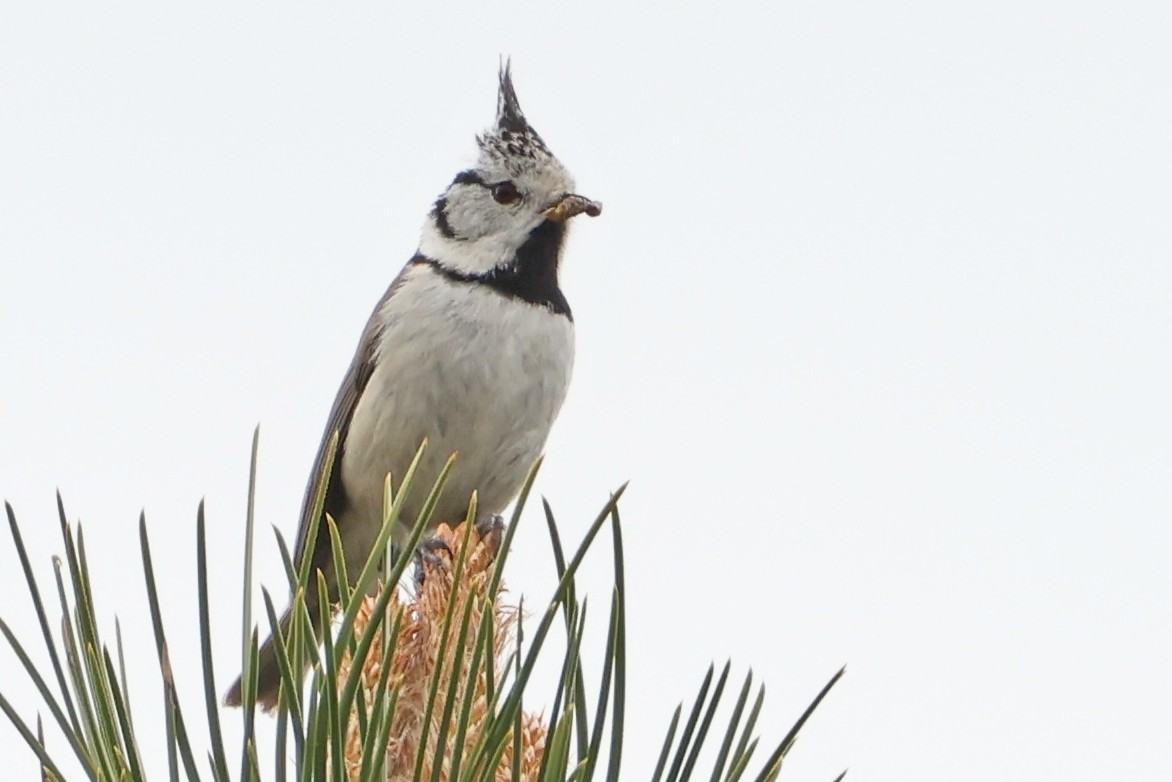 Crested Tit - ML618376163
