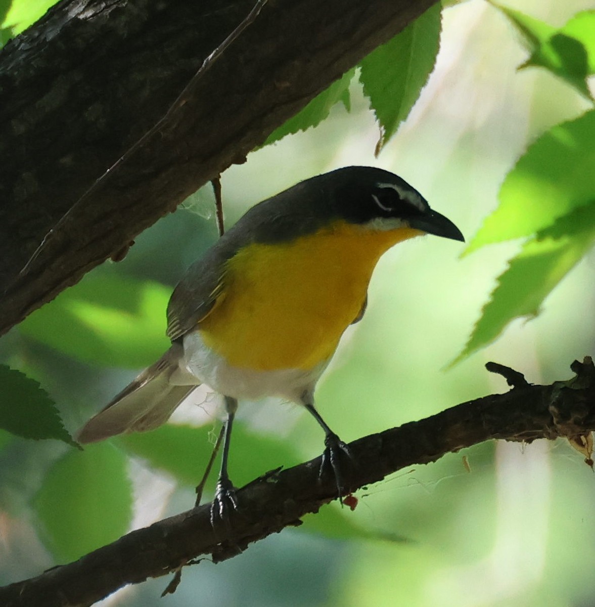 Yellow-breasted Chat - ML618376168