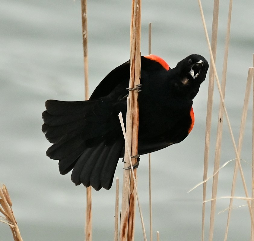 Red-winged Blackbird - ML618376173