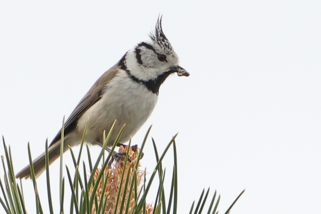 Crested Tit - ML618376204