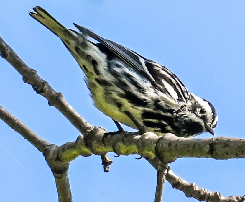 Black-and-white Warbler - ML618376206