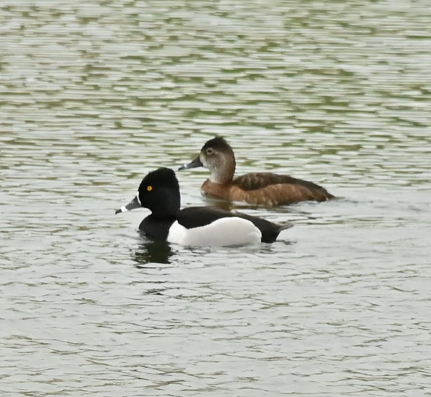 Ring-necked Duck - ML618376212