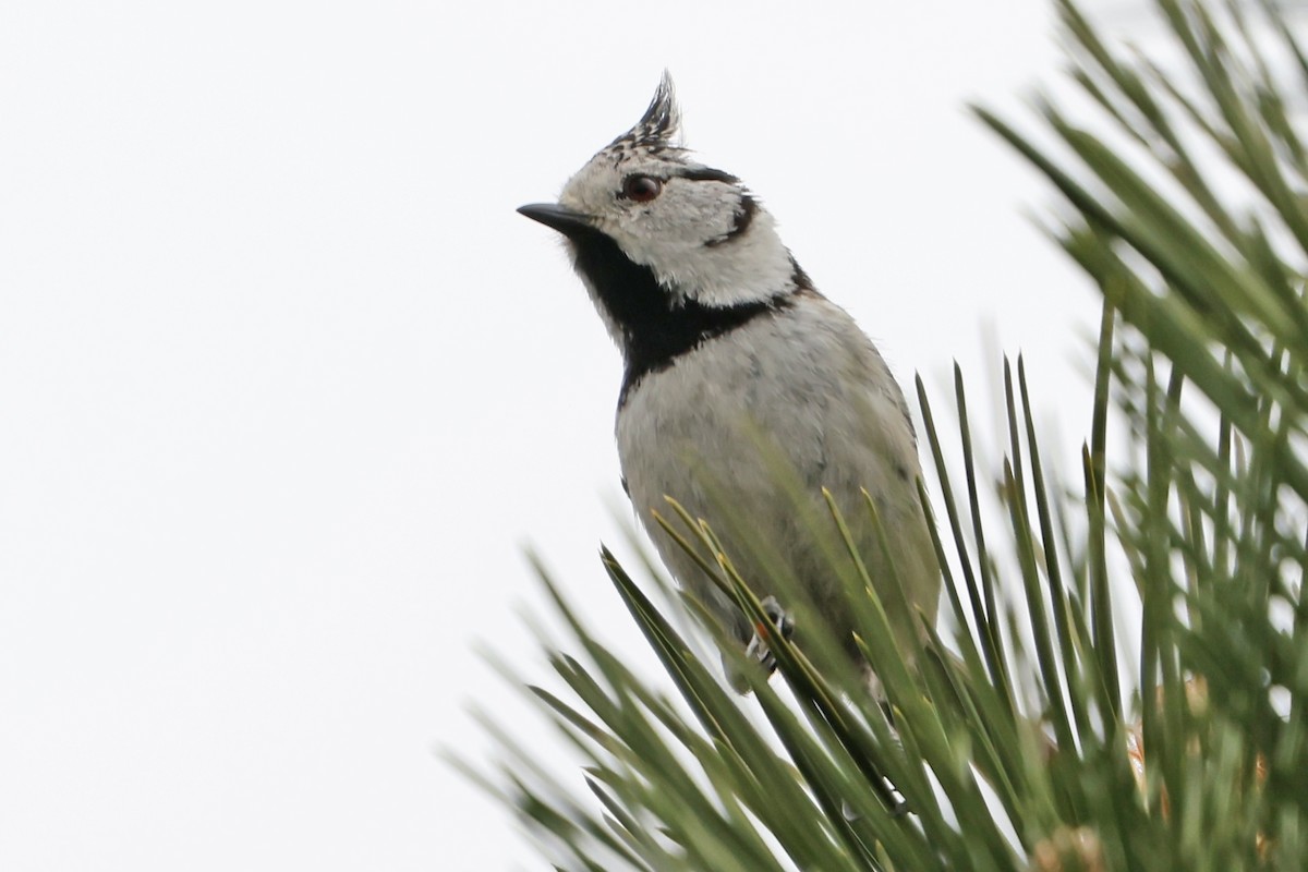 Crested Tit - ML618376229