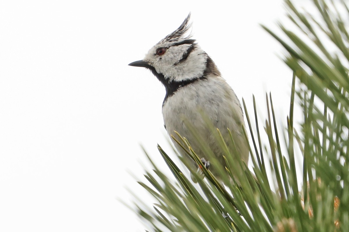 Crested Tit - ML618376234