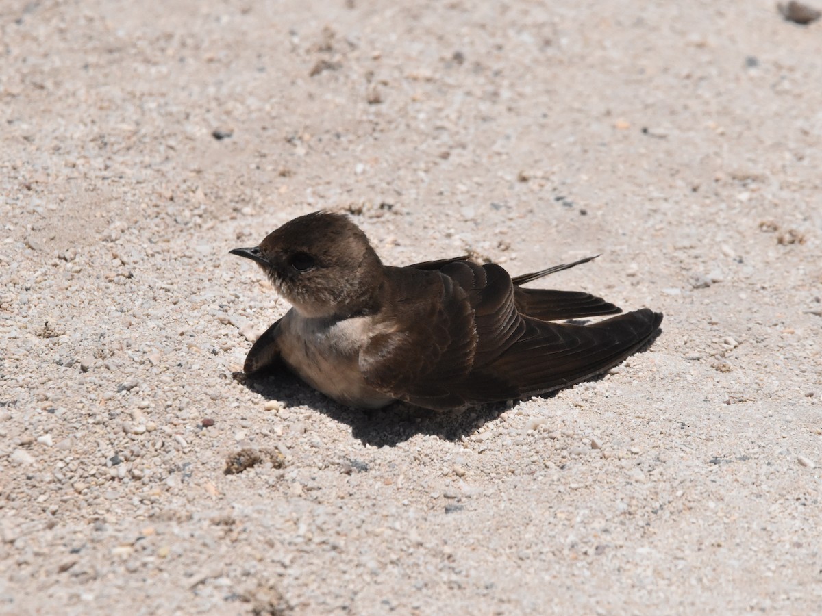 Northern Rough-winged Swallow - ML618376240