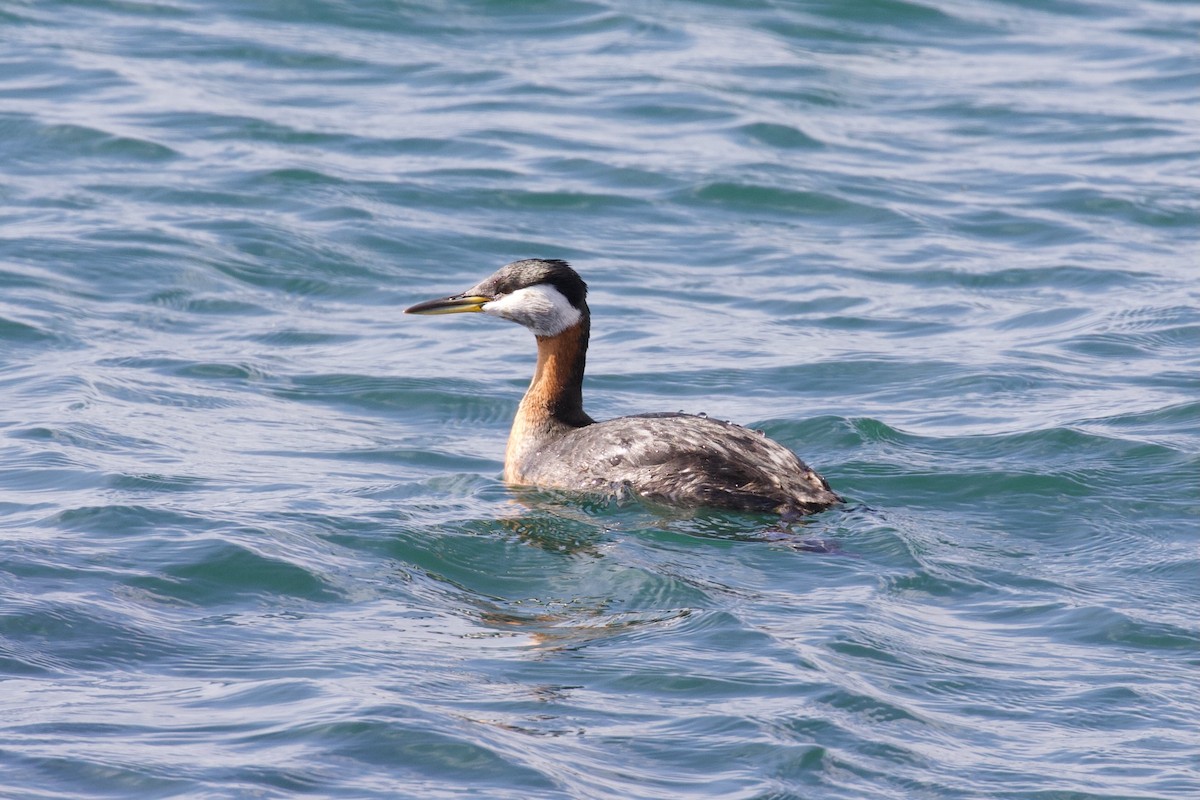Red-necked Grebe - ML618376243