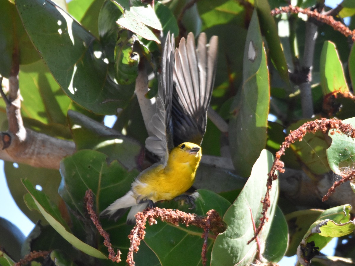 Prothonotary Warbler - ML618376245