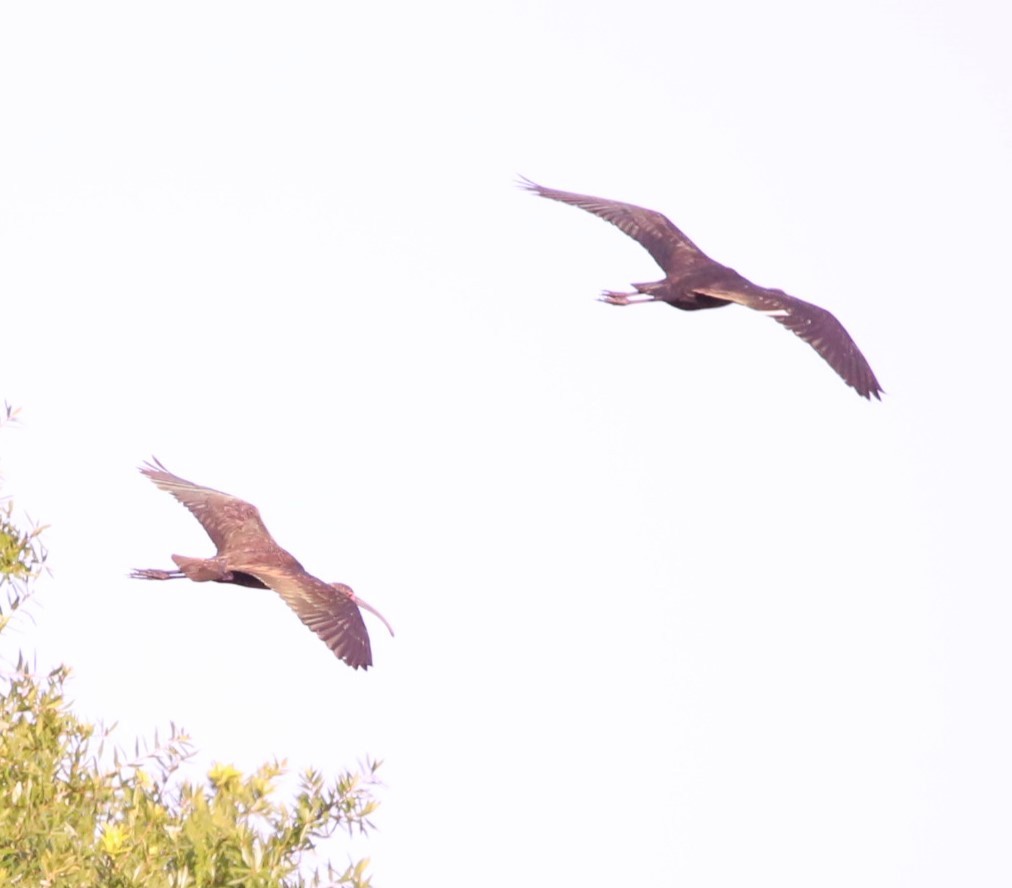ibis hnědý/americký - ML618376252